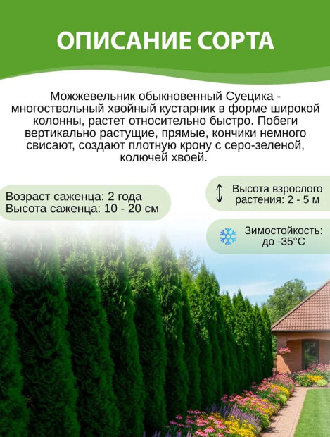 Можжевельник Суецика (обыкновенный) 2шт