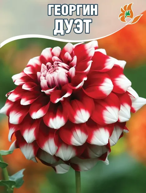 Георгин Дуэт (декоративный)