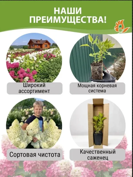 Здоровая корневая система молодой гортензии Bonfire перед посадкой