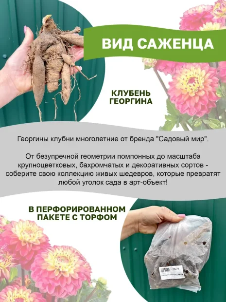 Георгин Пичес энд Крим (декоративный)