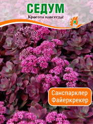 Седум Санспарклер Файеркрекер