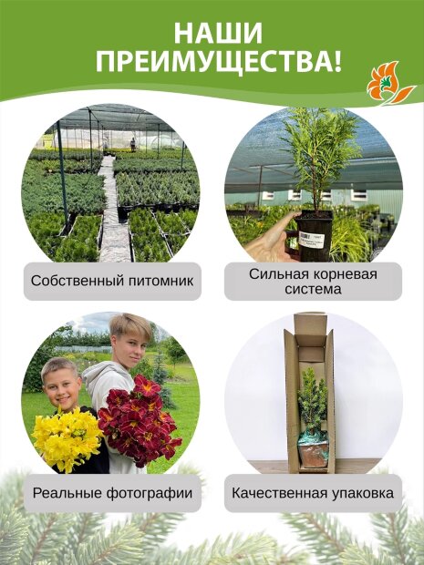 Можжевельник Олд Голд (средний)