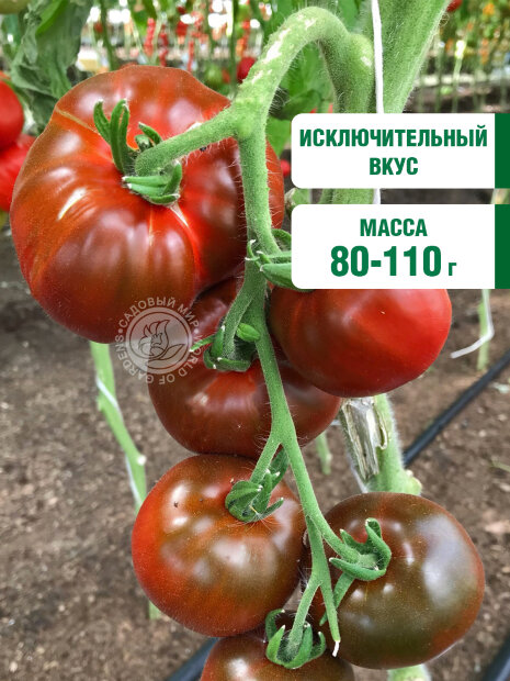 Томат Чёрная Лакомка семена 